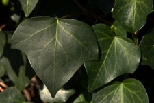 Veining On A Dark Green Ivy Leaf
