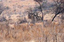 View of eland grazing in dry grass