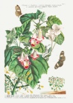 Vintage kwiatowy ilustracja sztuki