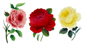 Vintage Floral Roses Art