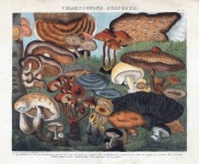 Vintage botanické šampiony houby