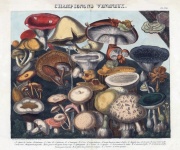 Vintage botanické šampiony houby