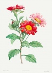 Vintage botanical gerbera flowers