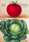 Chou tomate botanique vintage