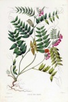 Старинные ботанические цветы вики