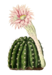Ilustrație de cactus de epocă