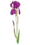 Vintage Clipart Iris Flower