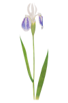 Vintage clipart iris bloem
