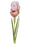 Vintage clipart iris bloem
