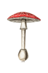 Campeão de cogumelos vintage clipart
