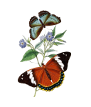 Clipart vintage flor de borboleta