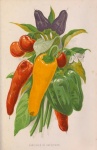 Vintage Garden Vegetable Illustration