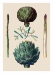 Vintage vegetable artichoke asparagus