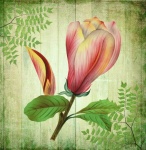 Vintage Art Flower Magnolia