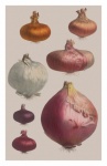 Cebollas vegetales de arte vintage