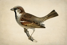 Vintage art illustration bird
