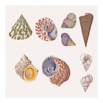Vintage Art Shells Sea Shells