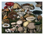Vintage Mushrooms Champion Art