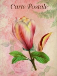 Vintage Postcard Magnolia Blossom