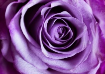 Violet Roses Blossom Flower