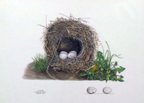 Nido de aves huevos arte vintage