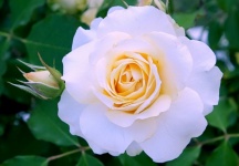 Flor rosa blanca flor