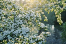 Flores brancas de arbusto de primavera