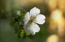 Wild rose rose blossom white