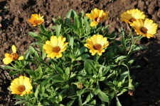 Yellow African Daisy Flowers