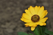 Yellow African Daisy