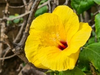 Floare galbenă de hibiscus