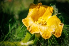 Yellow pumpkin flower