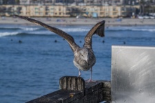 Young Seagull on Pier