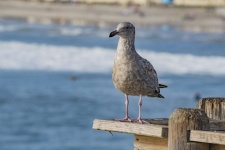 Young Seagull on Pier