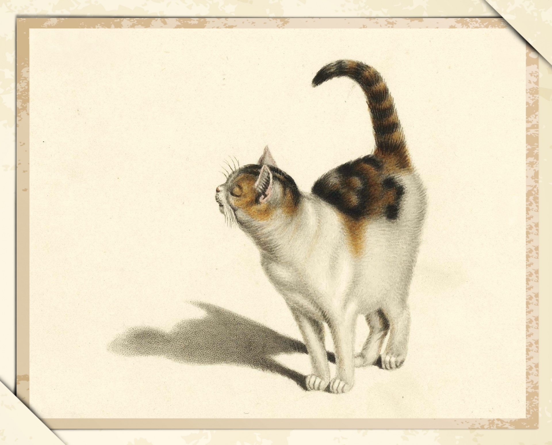 Katt vintage konstillustration