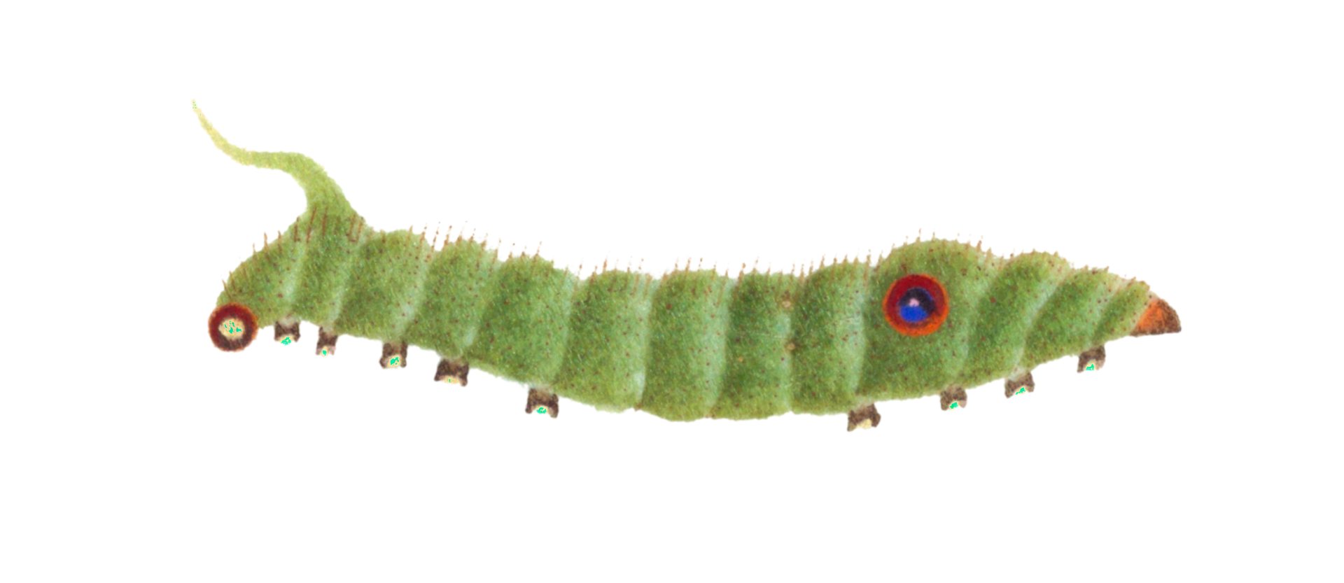 Antiopa蝴蝶毛虫nymphalis 库存图片. 图片 包括有 阶段, 转换, 动物区系, 头发, 昆虫 - 631915