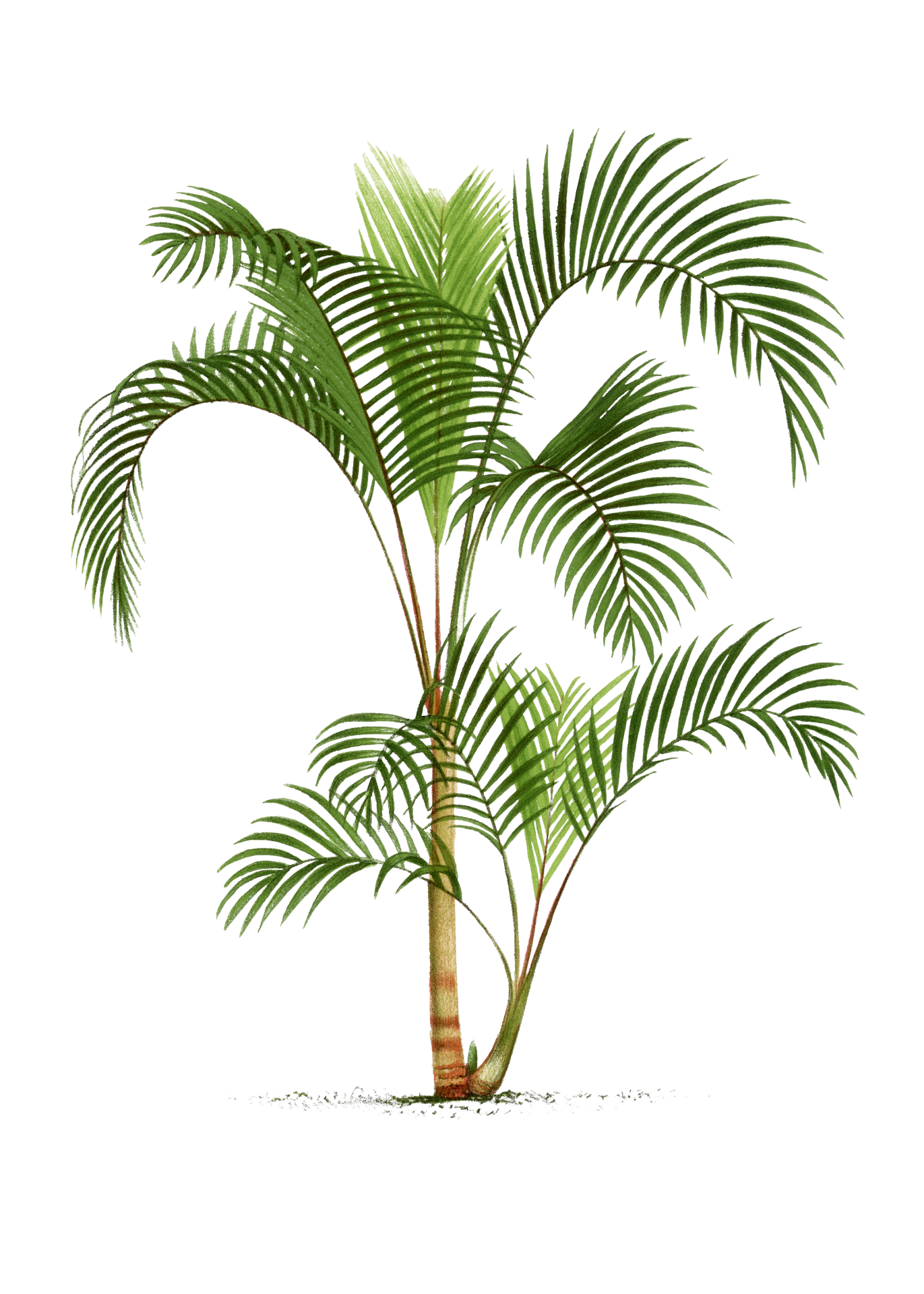 Vintage Palm Tree Illustration Free Stock Photo - Public Domain Pictures