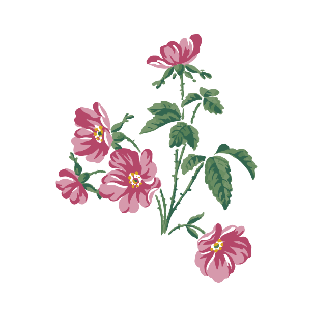 Imágenes Prediseñadas de flores rosadas Stock de Foto gratis - Public  Domain Pictures
