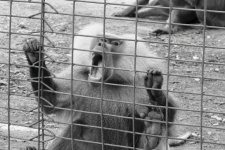 動物園で怒っている猿