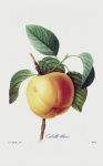 Äppelfrukt Vintage Art