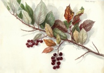 Folhas de outono, aquarela de frutas