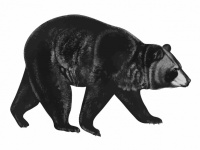 Bear Art Illustration Clipart