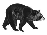 Ilustración de arte de oso prediseñada
