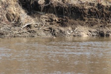 Beaver In The River