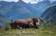 Berglandschap, koe, Alpen