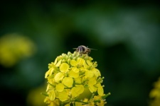 Bee, Honeybee, Insect