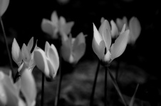 Flores de ciclamen en blanco y negro
