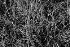Черные и белые сухие травы