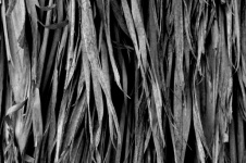 Черно-белые сухие пальмовые фасады