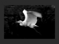Pasăre egretă alb-negru care zboară
